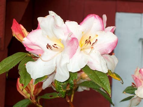 Rhododendron 'Else Frye'